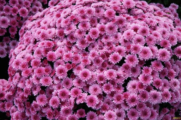 Хризантема мультифлора Маргаритка