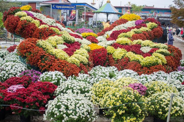 Хризантема мультифлора на клумбе