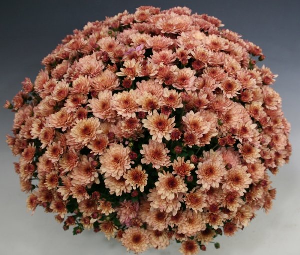 Хризантема мультифлора Бранфонтейн Салмон