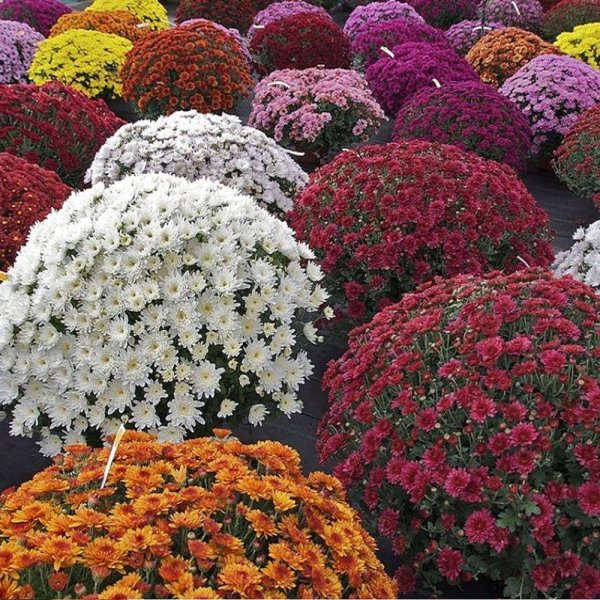 Хризантема мультифлора шаровидная