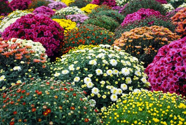 Хризантема мультифлора шаровидная