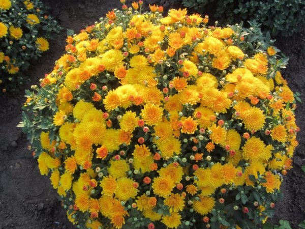 Хризантема мультифлора Элиса