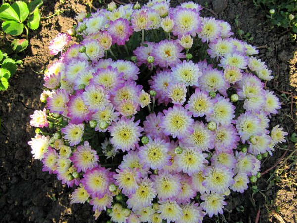 Хризантема мультифлора Бранбич Уайт