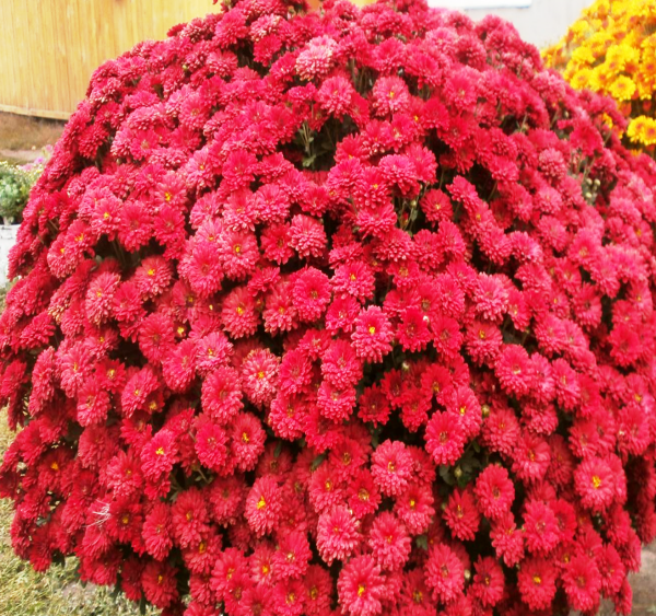 Хризантема мультифлора шар