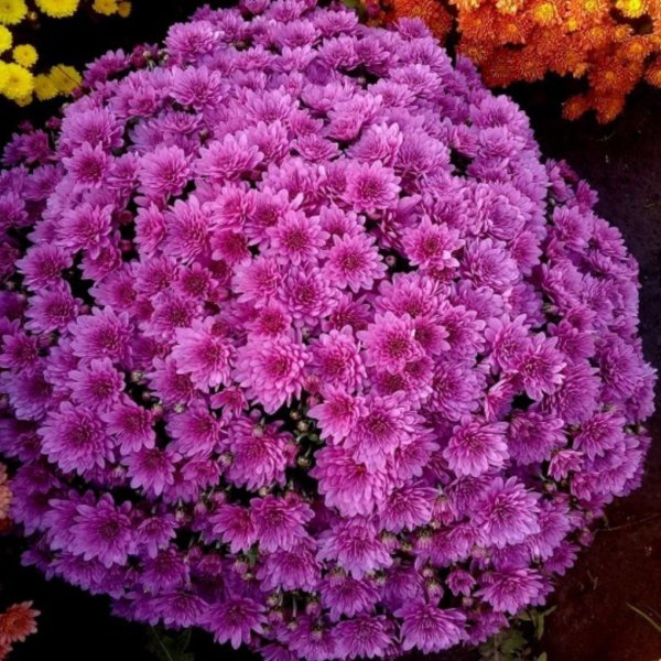 Хризантема мультифлора Бранбич Лилак