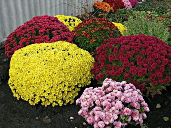 Хризантема мультифлора