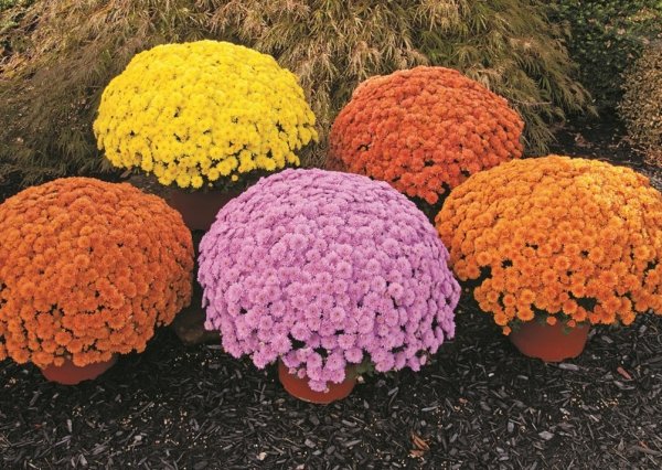 Хризантема мультифлора шаровидная семена