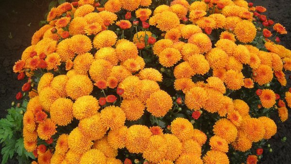 Хризантема мультифлора ГИРГАР