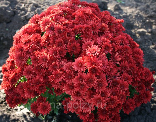 Хризантема мультифлора микс