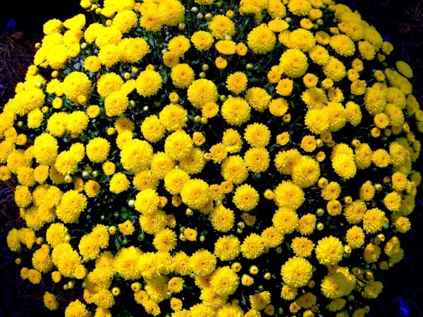 Хризантема мультифлора Балиос