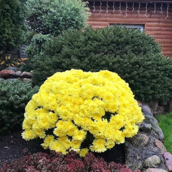 Хризантема мультифлора Бранбич оранж