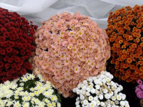 Хризантема Кинг Еллоу