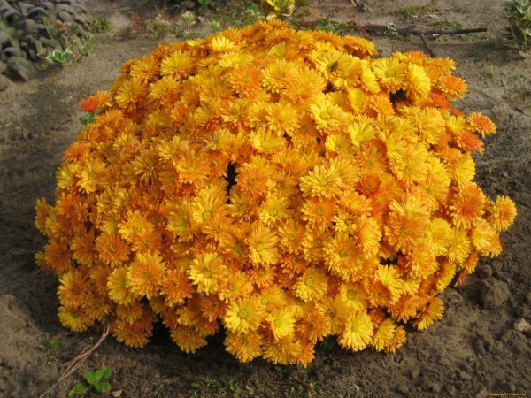 Хризантема мультифлора шаровидная