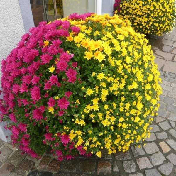 Хризантема мультифлора Балиос