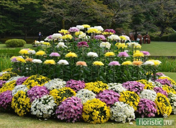 Хризантема мультифлора Бранбич Вайт