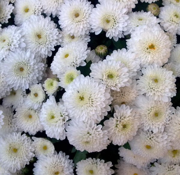 Ампельная Хризантема мультифлора