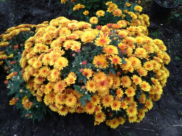 Хризантема мультифлора на клумбе
