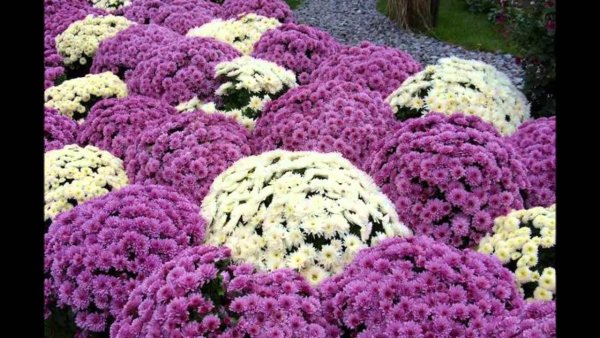 Хризантема мультифлора шаровидная многолетняя