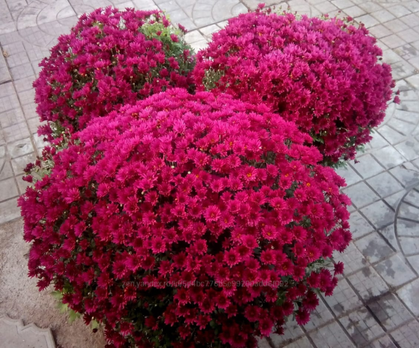 Хризантема мультифлора лиловая