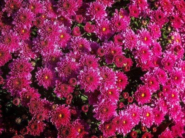 Хризантема мультифлора шаровидная