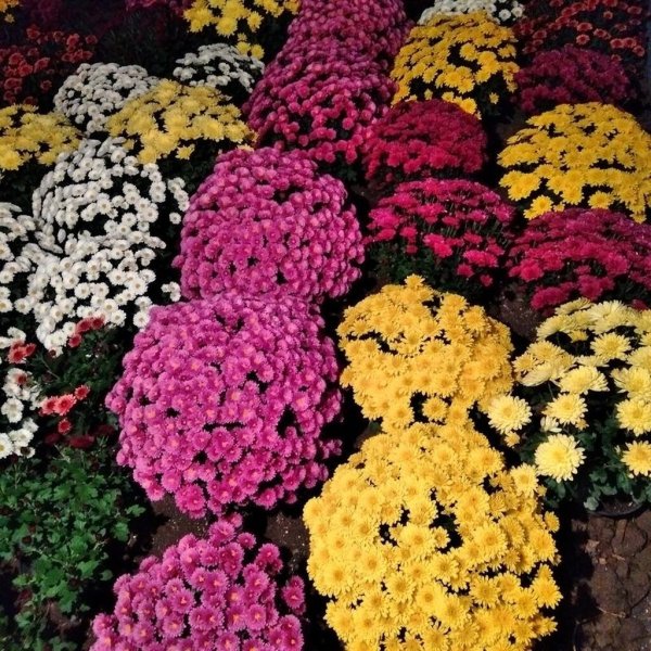 Хризантема мультифлора