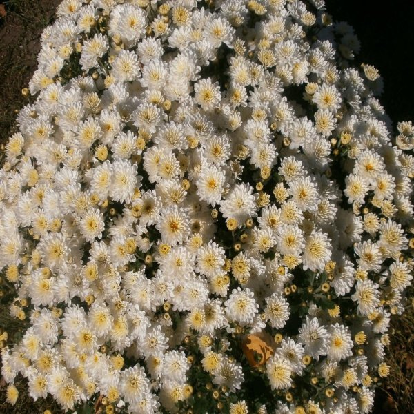 Хризантема мультифлора Балиос