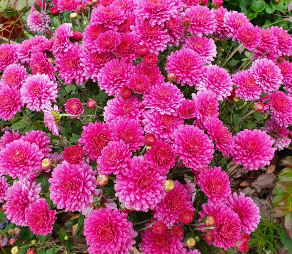 Хризантема мультифлора Бранбич Уайт