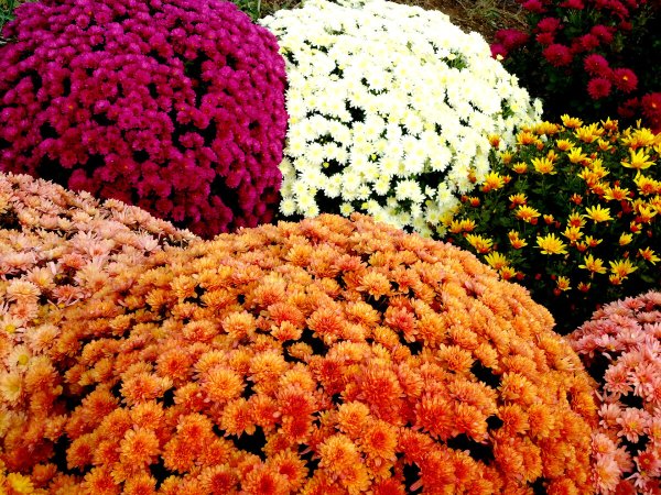 Хризантема мультифлора уранус