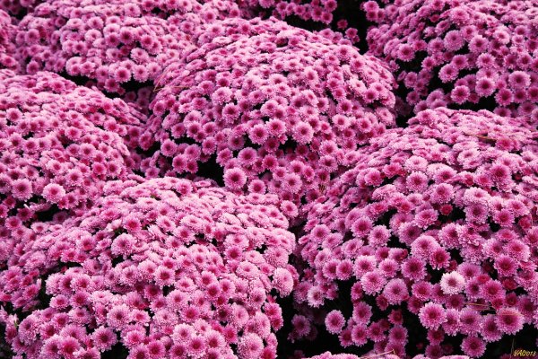 Хризантема мультифлора многолетняя