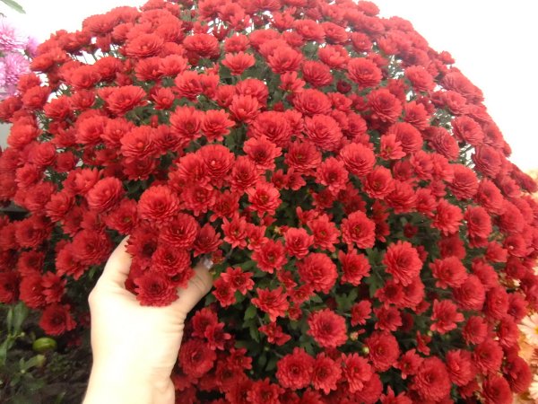 Хризантема мультифлора шаровидная