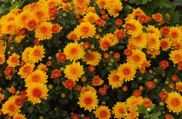 Астра многолетняя мультифлора