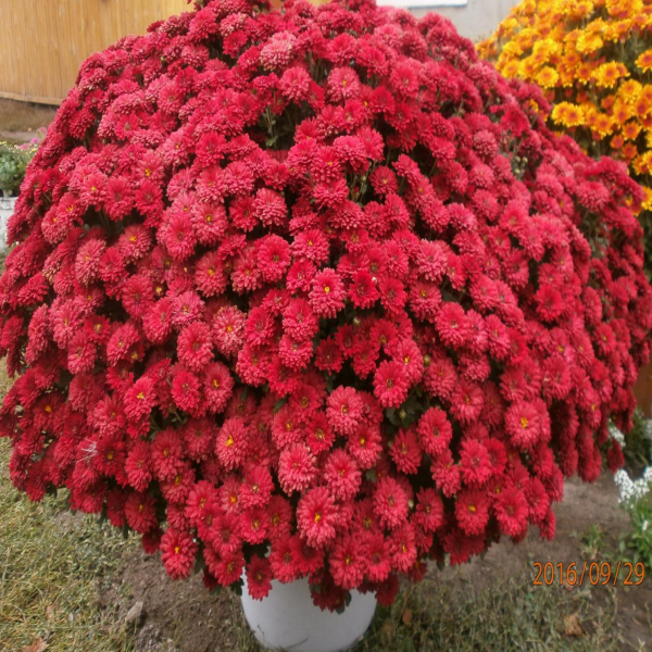 Хризантема мультифлора