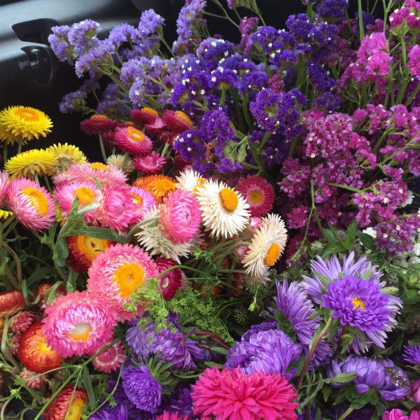 Хризантемы астры маргаритки