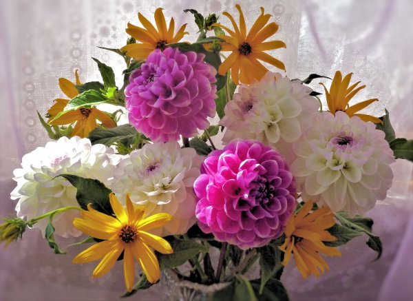 Цветы в августе для букета