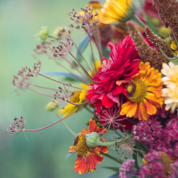 Яркие цветы августа