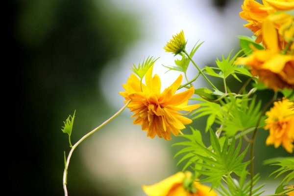 Цветы августа