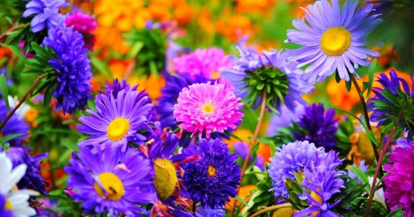 Августовские полевые цветы