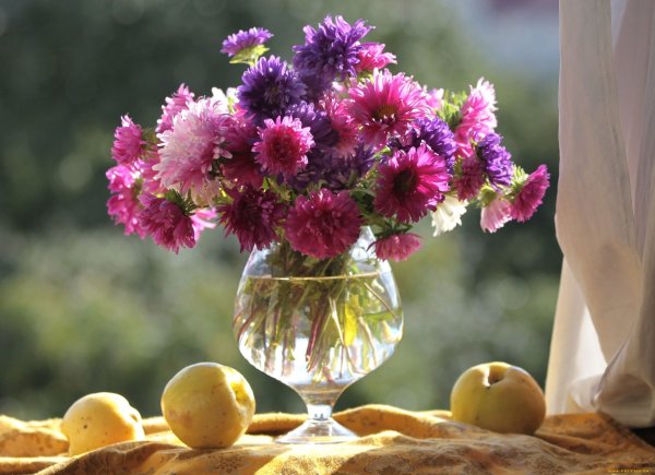 Астра осенняя