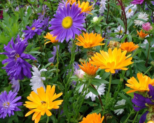 Осенние цветы на даче