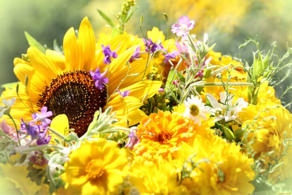 Букет полевых цветов