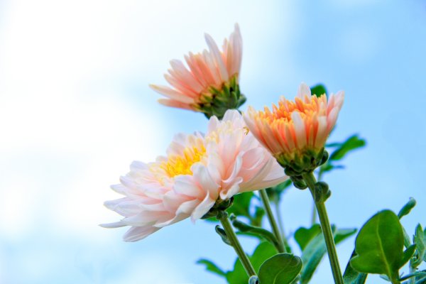 Хризантемы на фоне неба