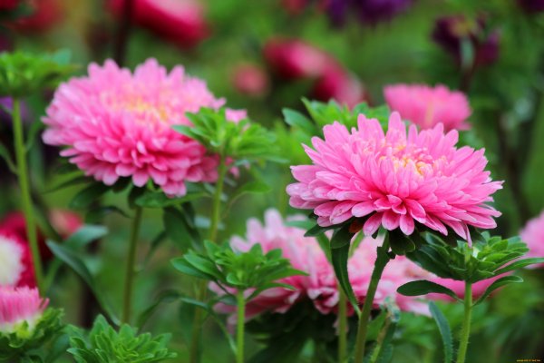 Нежные астры