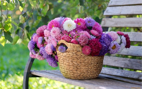 Самые красивые осенние цветы