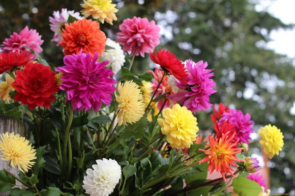 Осенние цветы в саду