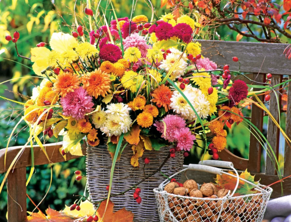 Циния бархатная