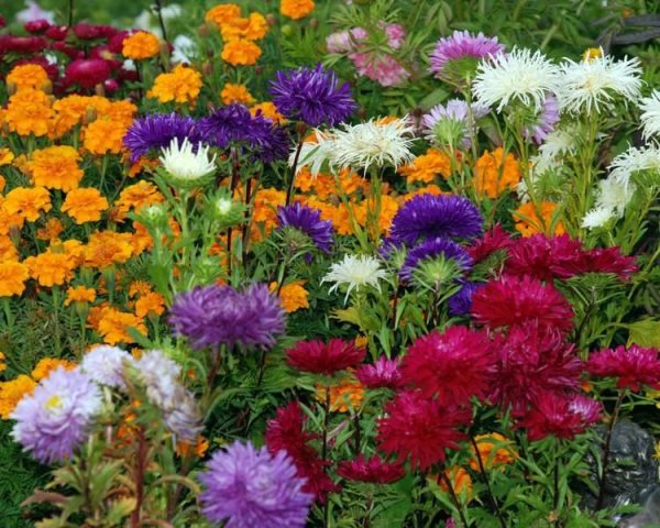 Ларенция августовская растение