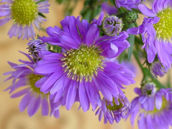 Осенний букет астры Дубки