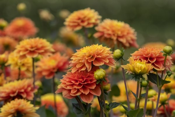 Астра Дубки