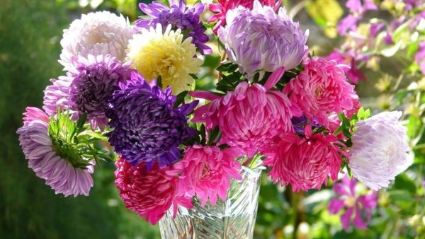 В саду цветы и ягоды