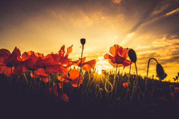 Красивый закат цветы